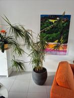 Grote kamerplant Dracaena Marginata in antraciet grijze pot, Ophalen, Overige soorten, Halfschaduw, In pot