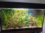 Aquariumplanten €1.00 per bos alleen ophalen, Ophalen, Plant(en), Steen of Hout
