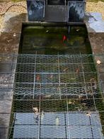 Gratis vijvervissen, Dieren en Toebehoren, Goudvis(sen)