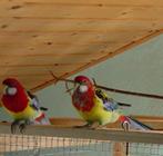 Bewezen Koppel prachtrossela's, Dieren en Toebehoren, Vogels | Overige Vogels, Meerdere dieren