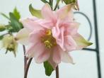 Akelei Roze zaden, Aquilegia, Verzenden, Volle zon