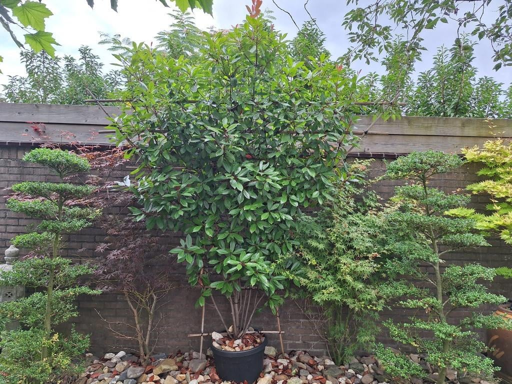 mooie grote Glansmispel (Photinia fraseri 'Red Robin) in pot, Overige soorten, Lente, 100 tot 250 cm, Ophalen