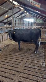 Black angus koe 2,5 jaar oud, Vrouwelijk