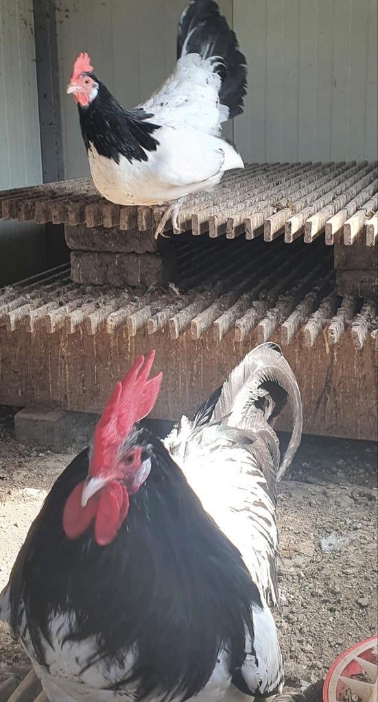 Broedeieren lakenvelders, Dieren en Toebehoren, Pluimvee