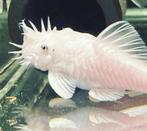 Algeneters GEZOCHT!, Vis, Zoetwatervis, Schoolvis