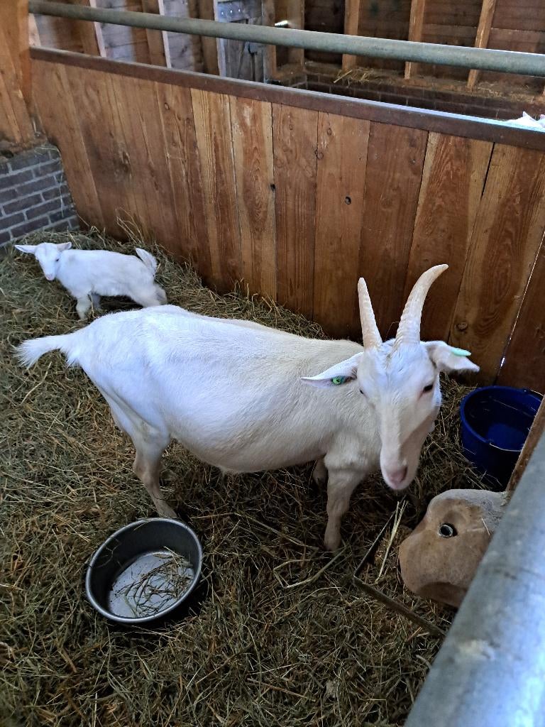 witte melkgeit met lam te koop. 4, Dieren en Toebehoren, Schapen, Geiten en Varkens, Meerdere dieren, Geit