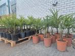 Palmboom Trachycarpus Fortunei chinese waaierpalm winterhard, Lente, Minder dan 100 cm, Palmboom, Ophalen