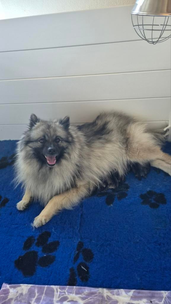 Keeshond puppy's, Dieren en Toebehoren, Keeshond, 8 tot 15 weken, Meerdere, Meerdere dieren