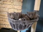 Kittens, kruising ragdoll/mainecoon, ragcoon, grijs & wit ❤, Dieren en Toebehoren, Meerdere dieren, Ontwormd, 0 tot 2 jaar
