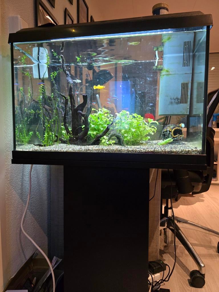 Juwel primo 60 compleet, Dieren en Toebehoren, Vissen | Aquaria en Toebehoren, Juwel, Ophalen