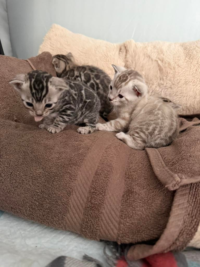 Bengaal kittens te koop met stamboom., Meerdere dieren, Met stamboom