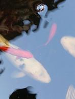 Koi karpers+-50 cm ivm uit dunnen van mijn vijver, Karper of Koi