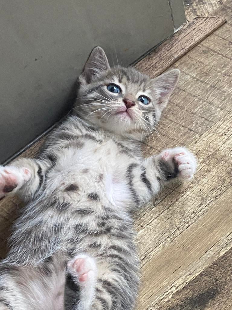 Nog 2 kittens beschikbaar. Half. Bengaals, Poes, Kortharig, 0 tot 2 jaar