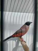 Elfenastrilde man geringd, Dieren en Toebehoren, Vogels | Overige Vogels, Mannelijk, Geringd