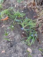 Potje met ongeveer 30 bolletjes van blauwe druifjes., Ophalen, Overige soorten, Volle zon