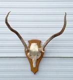 3 x EDELHERT GEWEI op licht schild - SCHOTLAND, Ophalen, Gebruikt, Hert, Gewei of Kop