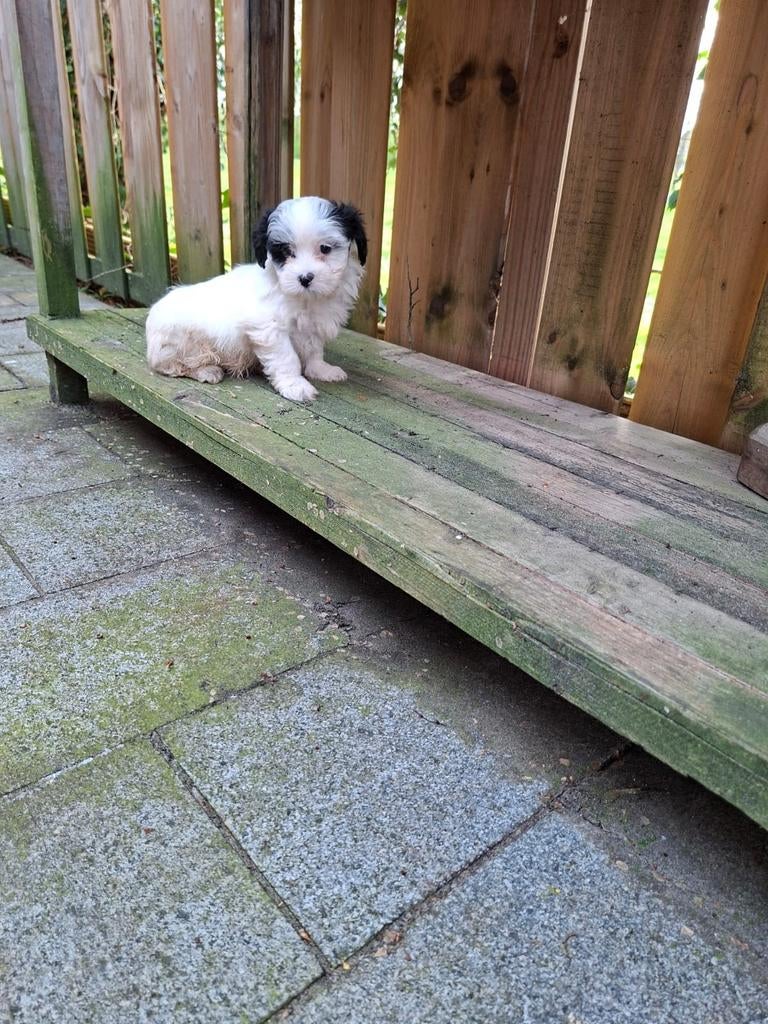 Schattige boomer puppy's, 8 tot 15 weken, Meerdere, Meerdere dieren, Klein