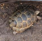 landschildpad ( Testudo graeca), Schildpad, Tam, 7 tot 10 jaar