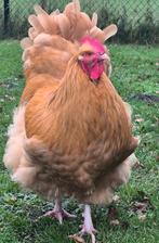 Orpington ( groot ), Dieren en Toebehoren, Pluimvee, Mannelijk, Kip