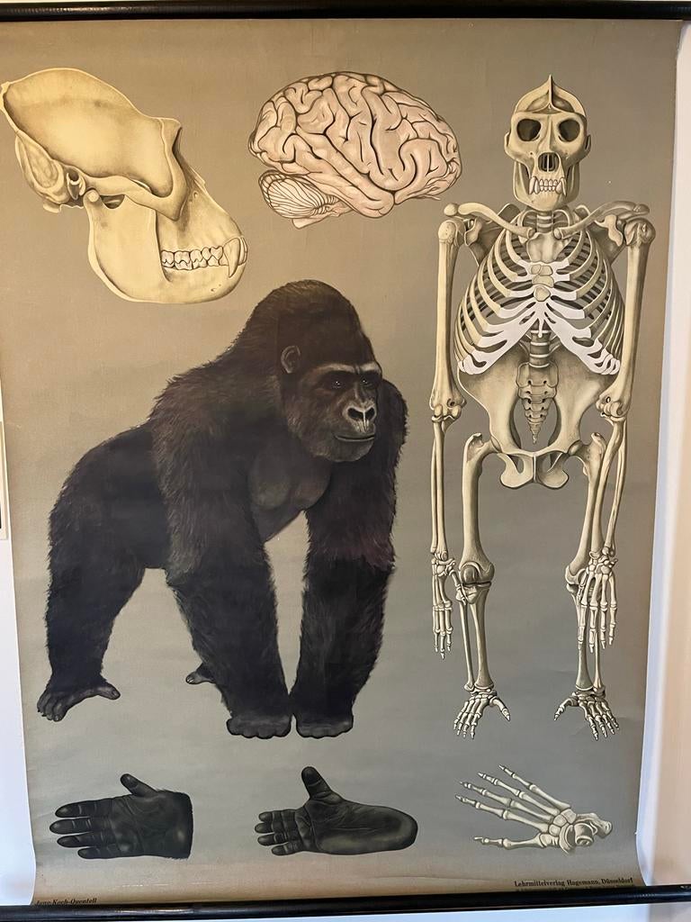 Schoolplaat Gorilla - door Jung Koch Quentell, Antiek en Kunst, Antiek | Schoolplaten, Ophalen of Verzenden, Natuur en Biologie