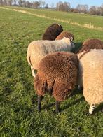 4 rammen en 3 ooien, Meerdere dieren, Schaap