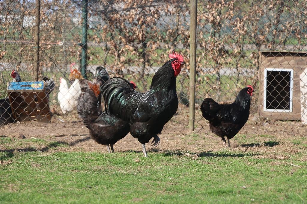 Broedeieren Australorp zwart, Dieren en Toebehoren, Geslacht onbekend, Kip