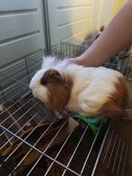 Gratis: cavia met hok en spullen, Dieren en Toebehoren, Cavia, Augustus, Vrouwelijk, Tam