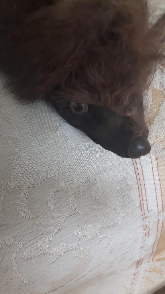 nerts bontsjaal, Ophalen of Verzenden, Zo goed als nieuw, Maat 38/40 (M), Sjaal