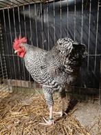 Te koop Langshan krielen gestreept, Dieren en Toebehoren, Pluimvee, Meerdere dieren, Kip