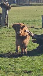 Schotse hooglander stiertje, Mannelijk, Geit