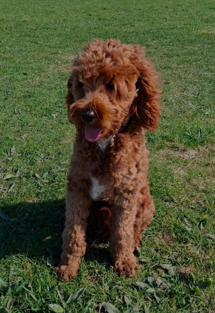 Gastgezin voor labradoodle pup gezocht, 8 tot 15 weken, Teef, Eén hond, Nederland