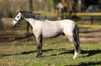 4 jarige Welsh ruin 125cm, Dieren en Toebehoren, Pony's, Met stamboom, Ruin, 3 tot 6 jaar, B pony (1.17m tot 1.27m)