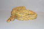 Ball python 1.0, Dieren en Toebehoren, Slang, Tam, 0 tot 2 jaar