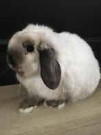 Minilop rammetje met stamboom, Dieren en Toebehoren, Konijnen, Mannelijk, Dwerg, 0 tot 2 jaar