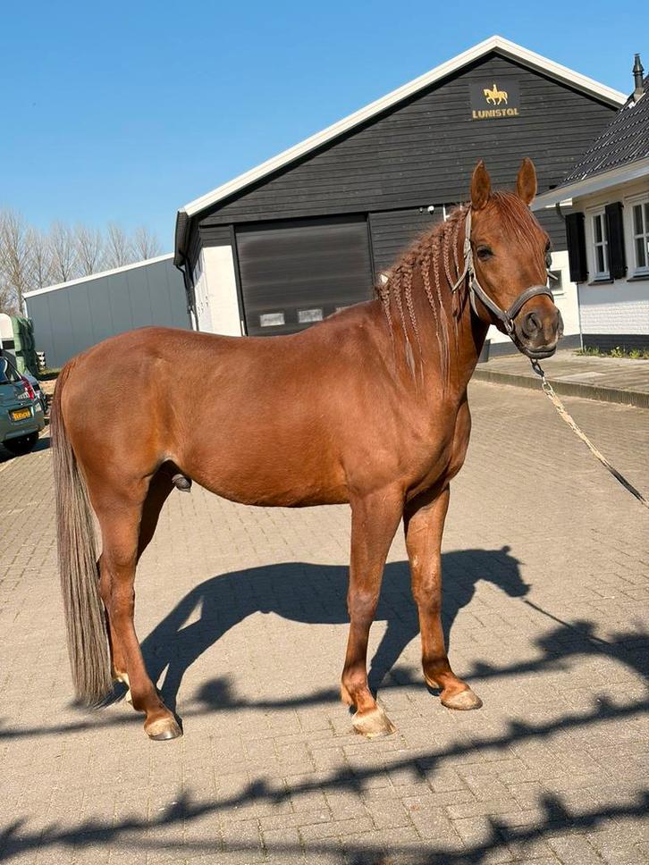 Lieve E pony 9 jarige ruin met goed stamboek, Dieren en Toebehoren, Pony's, Ruin, Zadelmak, E pony (1.48m - 1.57m), Recreatiepony