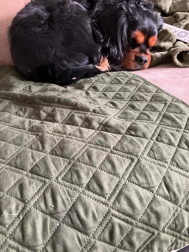 Oppas gezocht voor onze lieve cavalerie king Charles, Dieren en Toebehoren, Ophalen