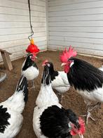 Lakenvelder broedeieren, Dieren en Toebehoren, Pluimvee, Geslacht onbekend, Kip