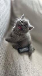 Lieve Britse Korthaar Kittens, Poes, Ontwormd, 0 tot 2 jaar