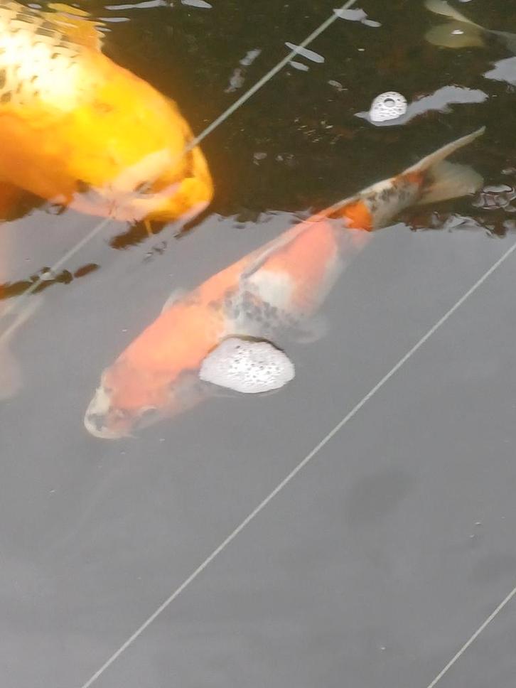 Te koop koi, Dieren en Toebehoren, Vissen | Vijvervissen, Karper of Koi