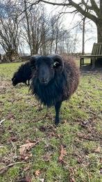 Ouessant ram, Mannelijk, Schaap