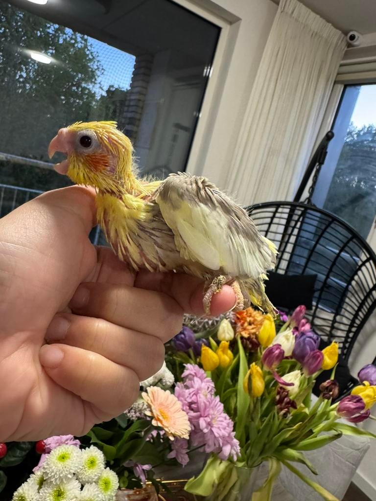 Super tamme baby valkparkiet., Geslacht onbekend, Parkiet, Geringd