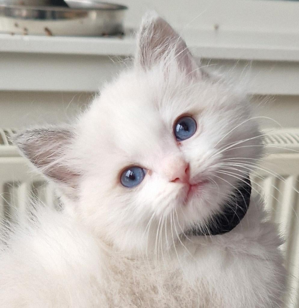 Prachtige ragdoll kittens met stamboom, Meerdere dieren, Met stamboom