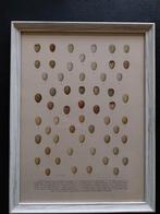 Vogeleieren oa boompieper 1897, Ophalen of Verzenden