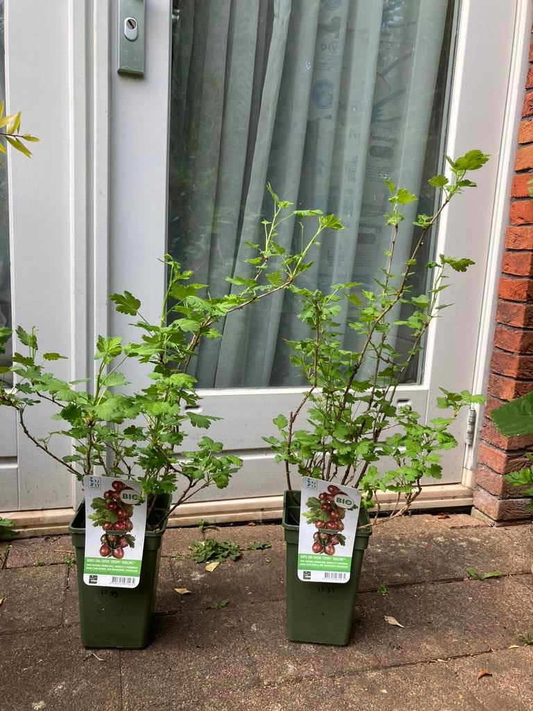 2 potten Kruisbessen, Ophalen, Minder dan 100 cm, Overige soorten, Zomer