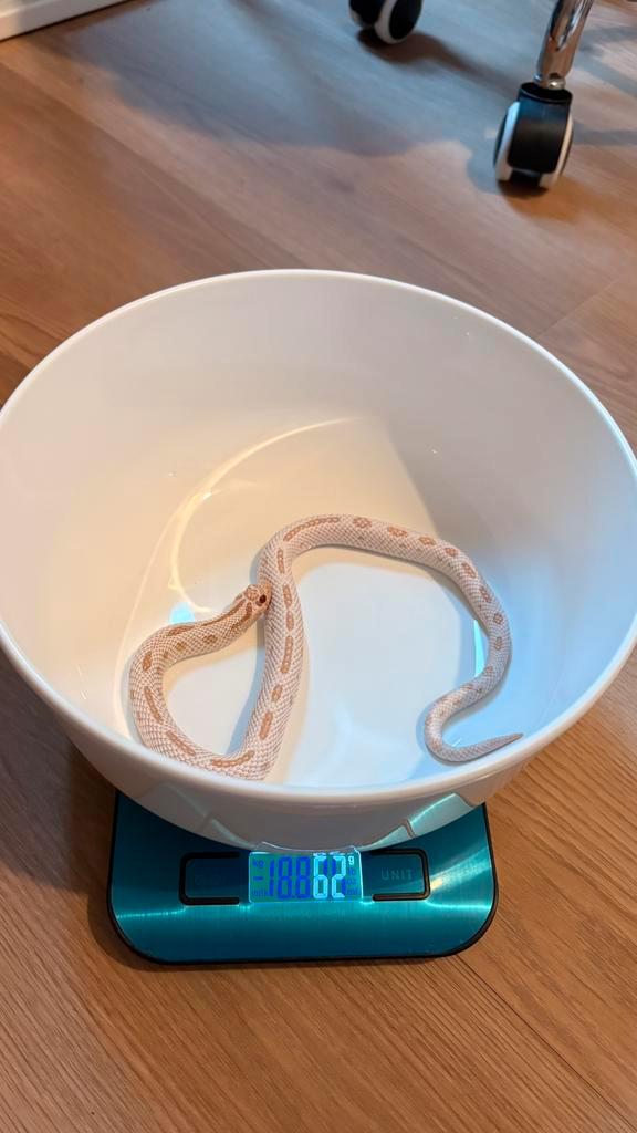 Heterodon Nasicus 1.0 Albino Super Arctic Conda kweekman Hognose Snake - male for sale from Daniel