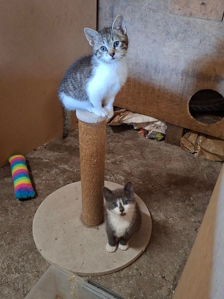 Kittens opzoek naar een nieuw baasje, Dieren en Toebehoren, Katten en Kittens | Overige Katten, Meerdere dieren, Kortharig, 0 tot 2 jaar