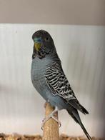 Div grasparkieten in verschillende mutaties, Meerdere dieren