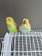 Parkiet, Meerdere dieren, Parkiet, Tam