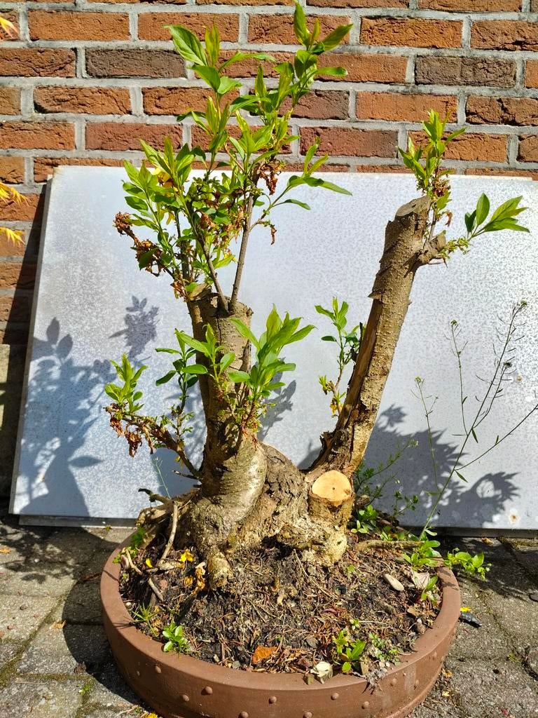 Grote Chinese Klokjesboom Pré-Bonsai, Ophalen