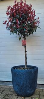 Photinia Fraseri met gevlochten stam en Glyfiber bloempot, Volle zon, Vaste plant, Lente, Ophalen